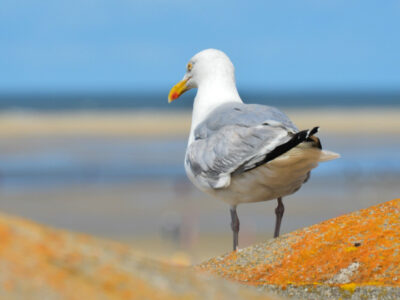 kuesten-reisen-moewe-nordsee